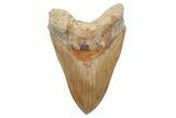 Fossil Megalodon Tooth - Fantastic Indonesian Meg #219304-1